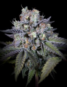 Purple Mints Seeds (Paradise) 🌱 Frosted Indica 2