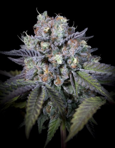 Purple Mints Seeds (Paradise) 🌱 Frosted Indica