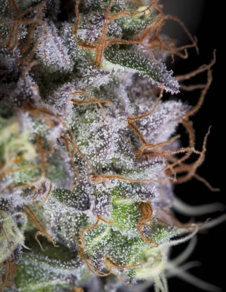Purple Mints Seeds (Paradise) 🌱 Frosted Indica