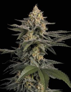 Glowstarz Seeds (Paradise) 🌿 Resin Heavy