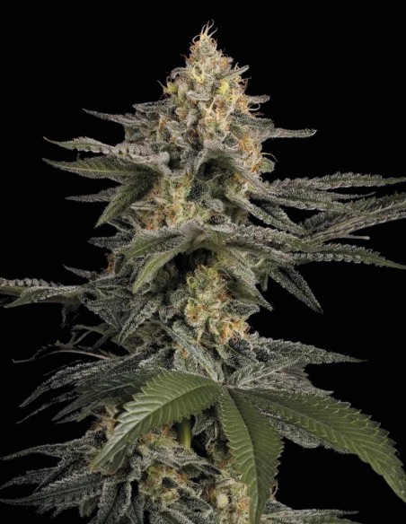 Glowstarz Seeds (Paradise) 🌿 Resin Heavy