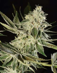 Glowstarz Seeds (Paradise) 🌿 Resin Heavy 2