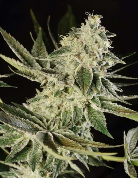 Glowstarz Seeds (Paradise) 🌿 Resin Heavy