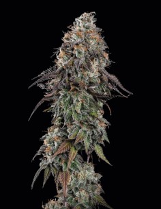 White Noise Seeds (Paradise) ❄️ Frosty Widow