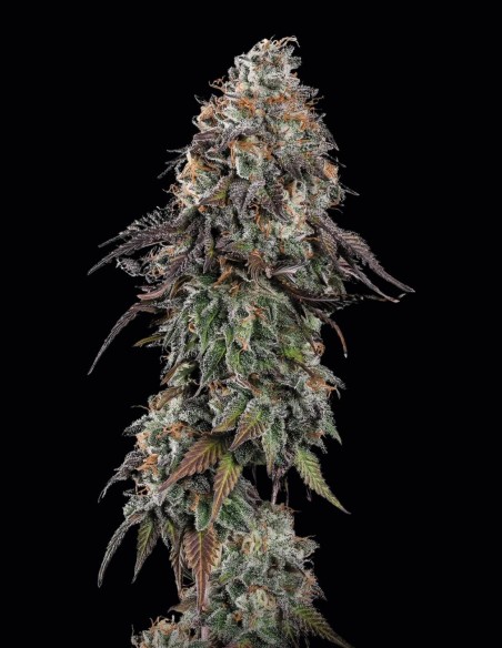 White Noise Seeds (Paradise) ❄️ Frosty Widow