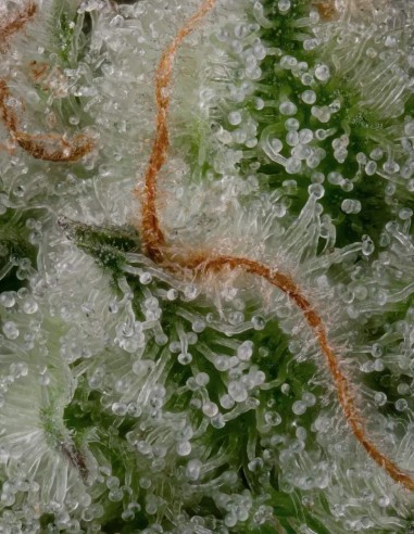 White Noise Seeds (Paradise) ❄️ Frosty Widow