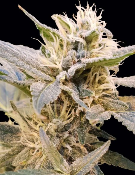 Graines CBDelight (Paradise) 🍋 CBD Agrumes Relaxant