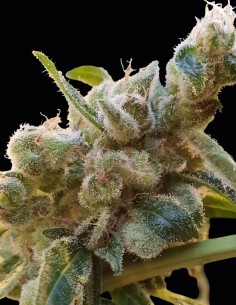 CBDRelax Seeds (Paradise) 🌱 Sweet Calm CBD