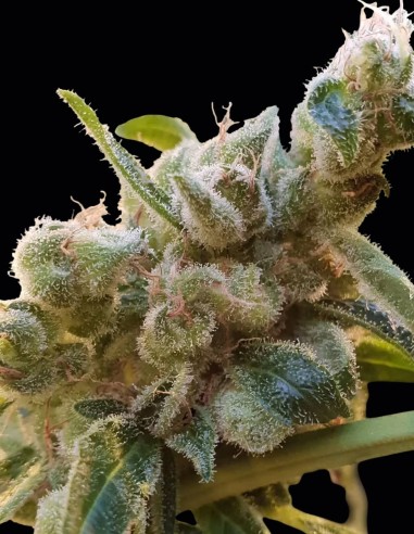 Semi CBDRelax (Paradise) 🌱 CBD Dolce e Rilassante