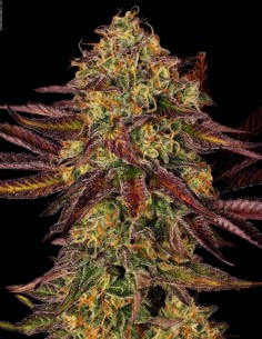 Tangerine Sorbet Seeds (Paradise) 🍊 Frosty Skunk