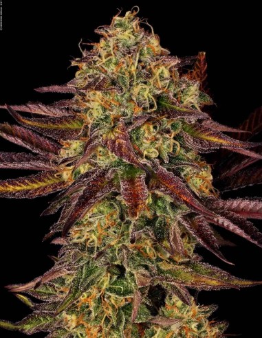 Graines Tangerine Sorbet (Paradise) 🍊 Skunk Givré