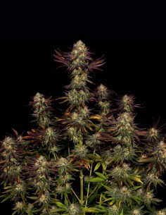 Tangerine Sorbet Seeds (Paradise) 🍊 Frosty Skunk 2