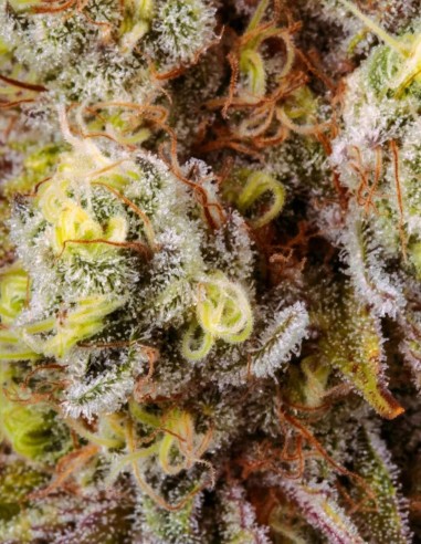 Graines Tangerine Sorbet (Paradise) 🍊 Skunk Givré
