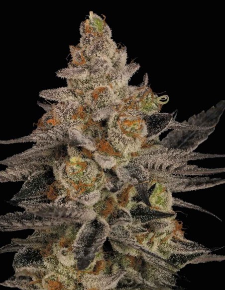 Semillas Chocolate Wafflez (Paradise) 🍫 Haze Cremoso