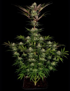 Chocolate Wafflez Seeds (Paradise) 🍫 Creamy Haze 2