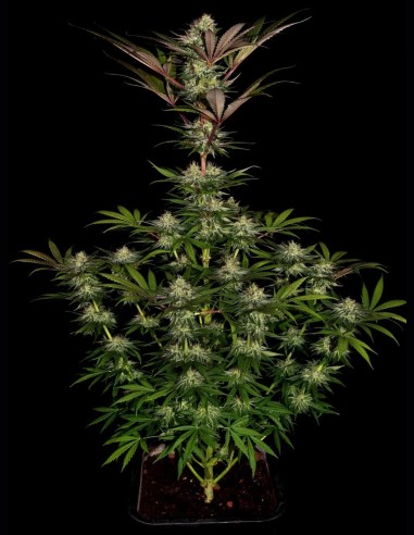 Semillas Chocolate Wafflez (Paradise) 🍫 Haze Cremoso