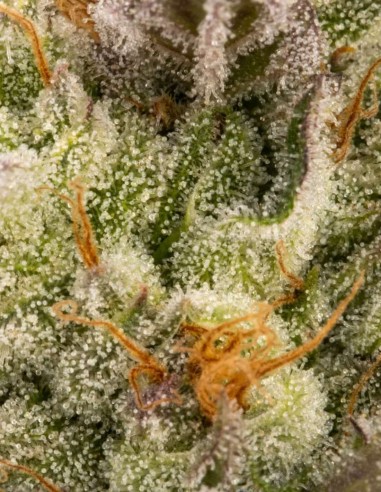 Semillas Chocolate Wafflez (Paradise) 🍫 Haze Cremoso