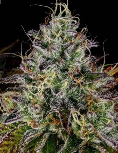 Apricot Candy Seeds (Paradise) 🍊 Fruity Power
