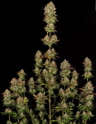 Apricot Candy Seeds (Paradise) 🍊 Fruity Power