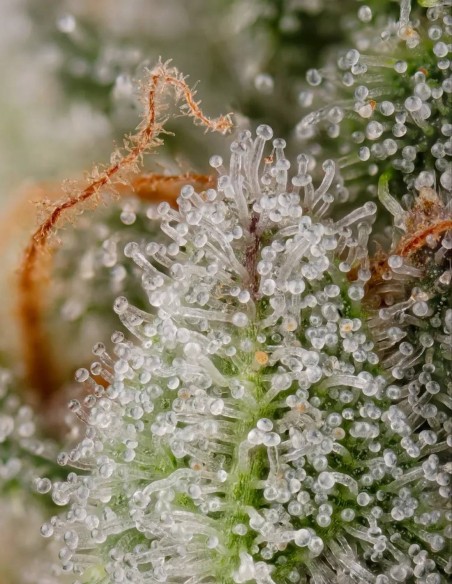 Apricot Candy Seeds (Paradise) 🍊 Fruity Power