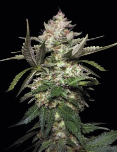Semillas Auto Kong 4 (Paradise Seeds) 🍋 Golpe Ácido de Limón