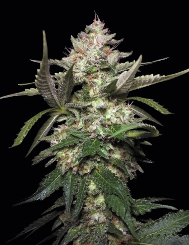 Auto Kong 4 Seeds (Paradise Seeds) 🍋 Sour Lemon Hit