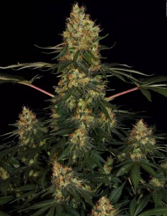 Graines Californian Gold (Paradise Seeds) 🌴 Puissance Tropicale