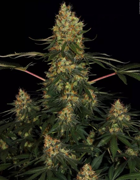 Californian Gold Seeds (Paradise Seeds) 🌴 Tropical Power