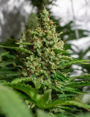 Californian Gold Seeds (Paradise Seeds) 🌴 Tropical Power