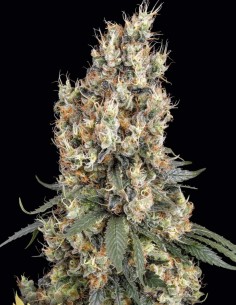 Semi Mendocino Skunk (Paradise Seeds) 🌱 Grande Raccolto