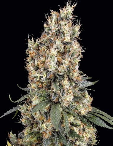 Mendocino Skunk Seeds (Paradise Seeds) 🌱 Big Yield