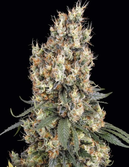 Mendocino Skunk Seeds (Paradise Seeds) 🌱 Big Yield