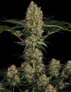 Semi Mendocino Skunk (Paradise Seeds) 🌱 Grande Raccolto 2