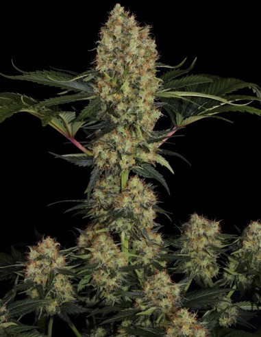 Mendocino Skunk Seeds (Paradise Seeds) 🌱 Big Yield