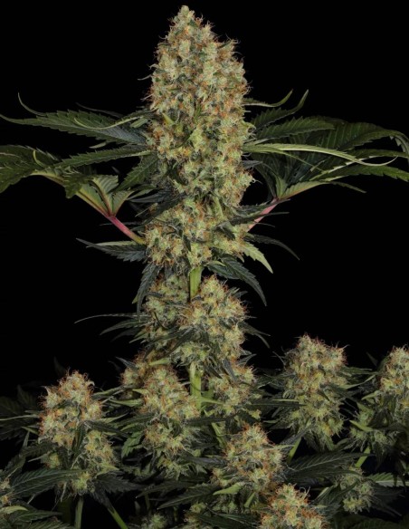 Mendocino Skunk Seeds (Paradise Seeds) 🌱 Big Yield