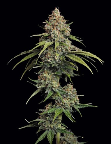 L.A. Amnesia Seeds (Paradise Seeds) 🍊 Citrus Energy