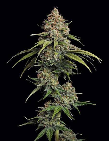 L.A. Amnesia Seeds (Paradise Seeds) 🍊 Citrus Energy