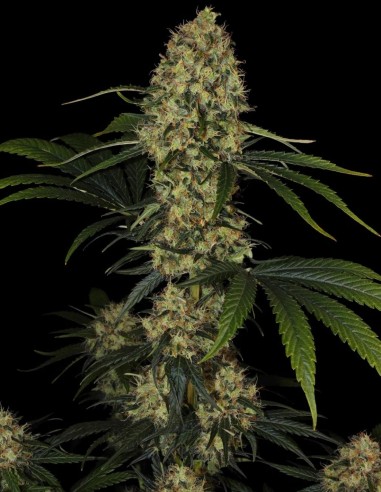 L.A. Amnesia Seeds (Paradise Seeds) 🍊 Citrus Energy
