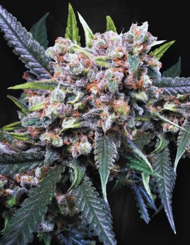 Auto Wappa Seeds (Paradise Seeds) 🍒 Sweet Skunk