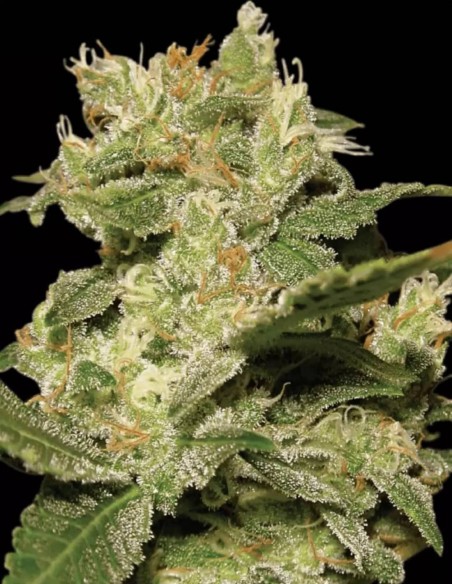 Auto Jack Seeds (Paradise Seeds) ⚡ Energetic Citrus