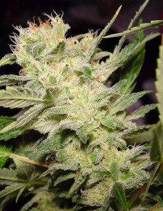 Semillas Auto Jack (Paradise Seeds) ⚡ Cítrica Energizante 2