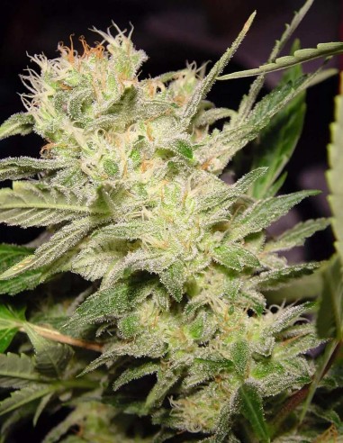 Auto Jack Seeds (Paradise Seeds) ⚡ Energetic Citrus