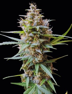 Semillas Auto Acid (Paradise Seeds) 💥 Colocón Mental Intenso
