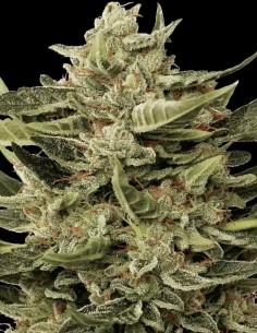 Semillas Vertigo Auto (Paradise Seeds) 💫 Colocón Claro y Relajante