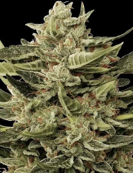 Semillas Vertigo Auto (Paradise Seeds) 💫 Colocón Claro y Relajante