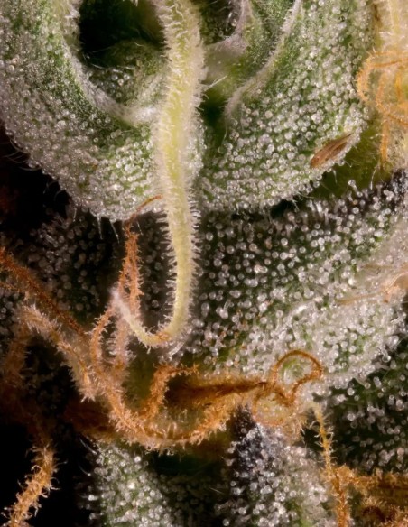 Semillas Vertigo Auto (Paradise Seeds) 💫 Colocón Claro y Relajante