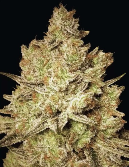 Jacky White Seeds (Paradise Seeds) 🚀 Creative Boost