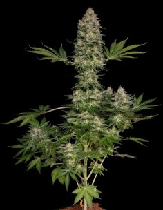 Semi Jacky White (Paradise Seeds) 🚀 Boost Creativo 2