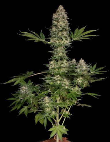 Jacky White Seeds (Paradise Seeds) 🚀 Creative Boost