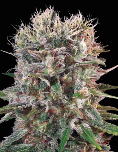 Wappa Seeds (Paradise Seeds) 🍓 Sweet High Yield